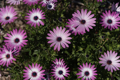 High angle view of purple flowers