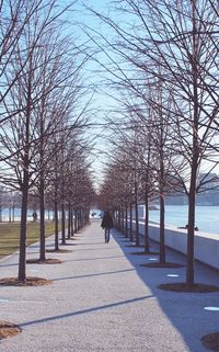 Bare trees in city against sky