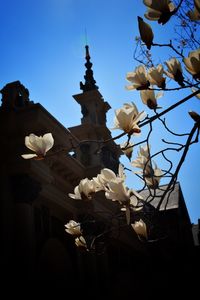 Low angle view of white flowers against blue sky