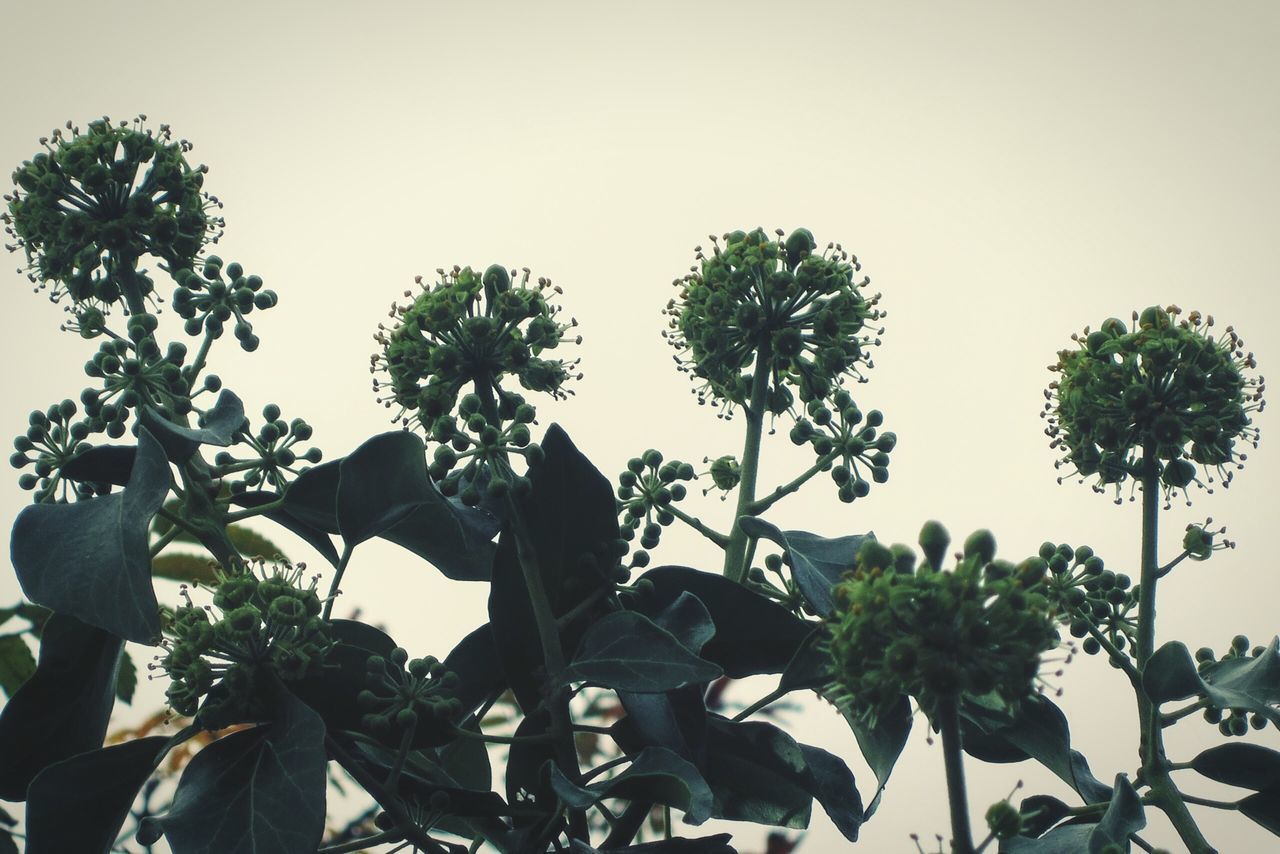 LOW ANGLE VIEW OF FLOWERING PLANT AGAINST CLEAR SKY