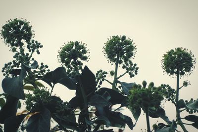 Low angle view of flowering plants against sky