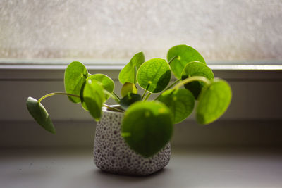 Close-up of plant