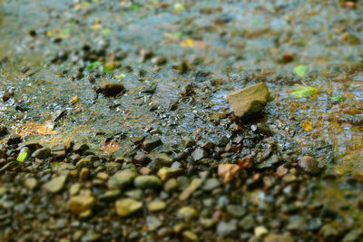 Close-up of pebbles on rock