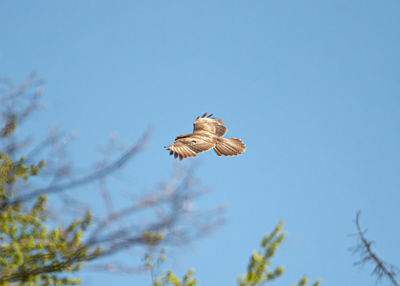 Low angle view of bird flying against sky