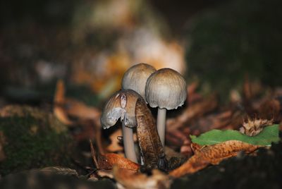 Close-up of mushroom growing outdoors