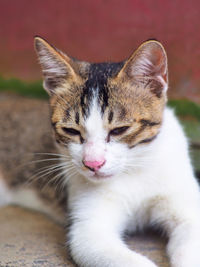 Close-up of a cat with eyes closed