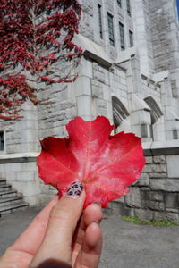 Close-up of hand holding maple leaves during autumn