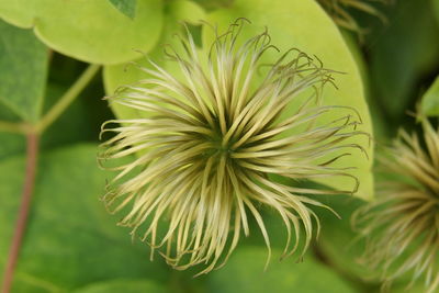 Close-up of plant