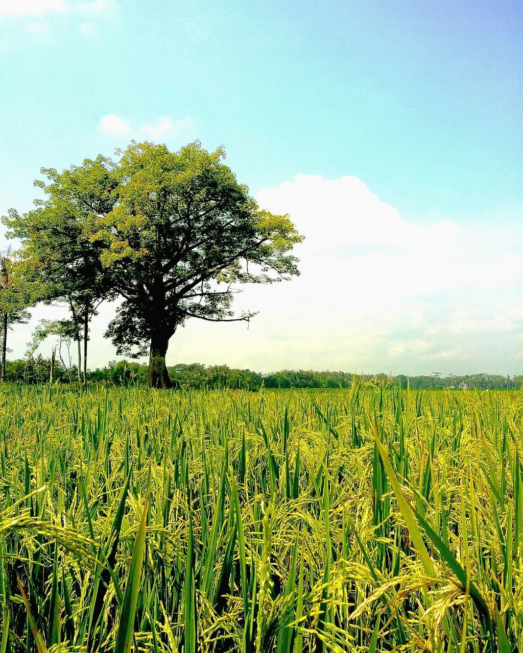 SCENIC VIEW OF AGRICULTURAL FIELD