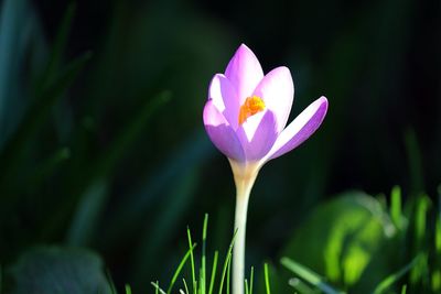 Close-up of purple crocus flower