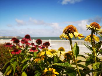 Close-up of yellow flowering plants against sky