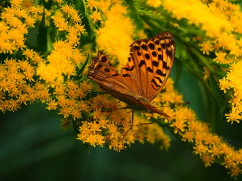 Close-up of butterfly pollinating on flowers