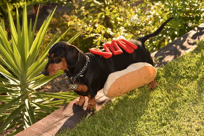 High angle view of dachshund wearing pet clothing in back yard