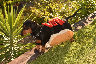 Dog on grass