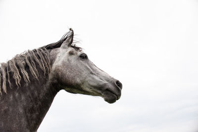Low angle view of horse against clear sky
