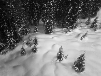 Close-up of snow covered tree in forest during winter