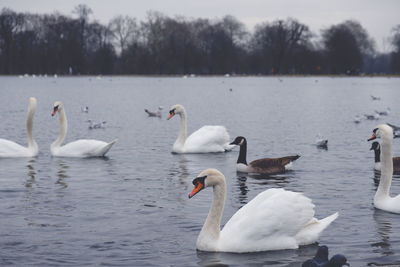 Swans swimming in lake