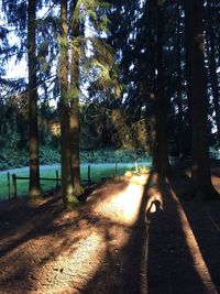 Trees in forest