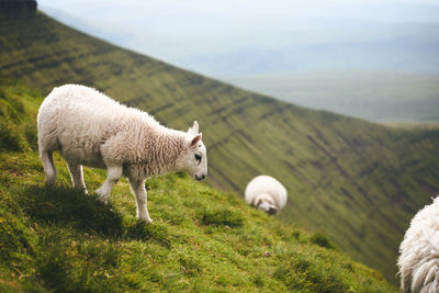 Sheep standing on a mountain in wales