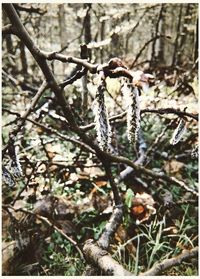 Close-up of flowering plant on tree