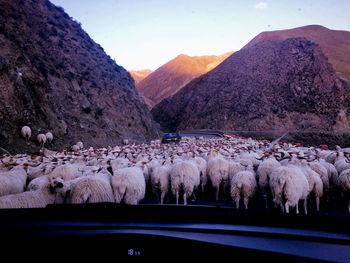 Sheep walking on street seen through car windshield