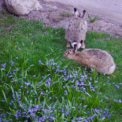 Plants growing on field