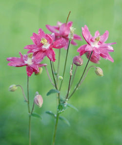 Close-up of pink flowers blooming outdoors