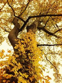 Low angle view of tree trunk