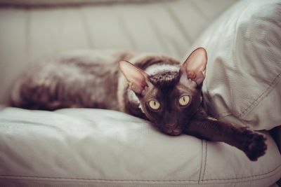 Close-up of cat lying on sofa