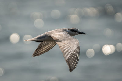 Whiskered tern flying over shimmering ocean