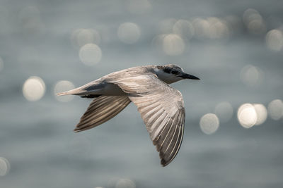 Close-up of seagull flying