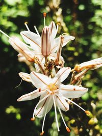 Close-up of day lily blooming outdoors