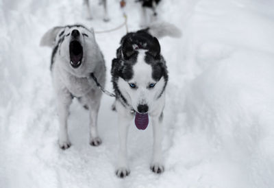 Dog in snow