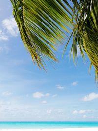 Palm tree by sea against sky