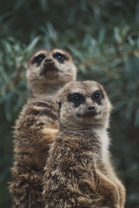 Vertical shot of two adorable meerkats on a branch in a zoo