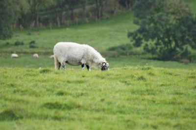 Sheep grazing in a field