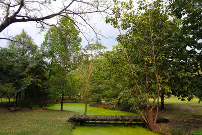 Scenic view of trees in forest