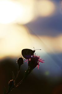 Close-up of red flowering plant against sky during sunset