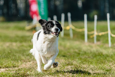 Close-up of dog on field