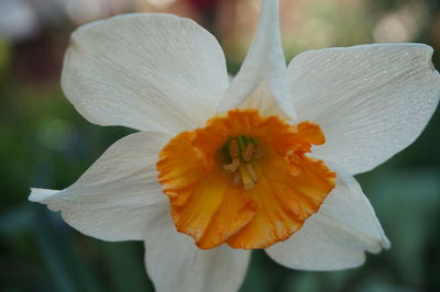 Close-up of white hibiscus blooming outdoors