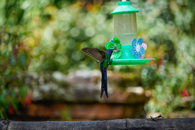 Bird flying over a feeder