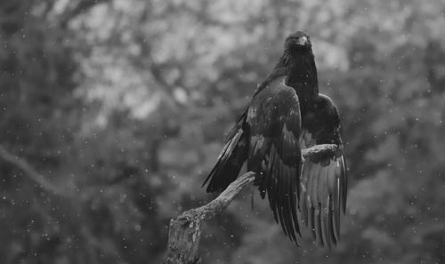 Close-up of bird perching on water