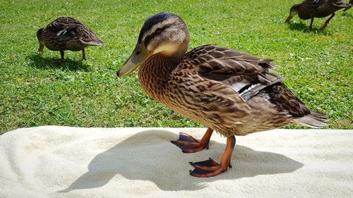 Mallard duck on field