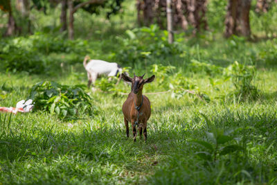 Deer in a field