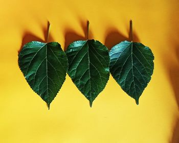 Close-up of yellow leaves against orange background