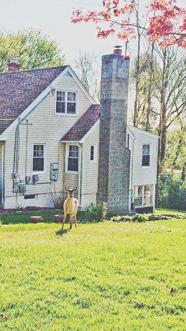 building exterior, architecture, grass, built structure, animal themes, tree, one animal, domestic animals, house, field, lawn, mammal, green color, growth, grassy, residential structure, plant, pets, day, dog