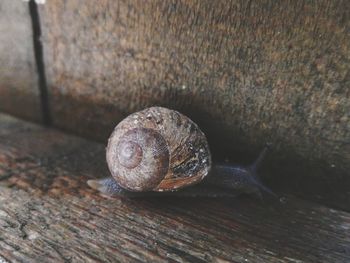 Close-up of snail on wood