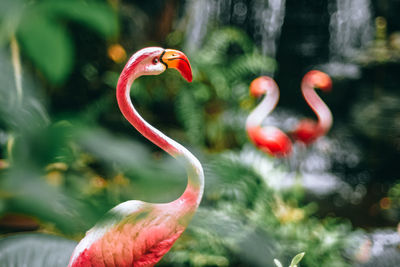 Close-up of a bird