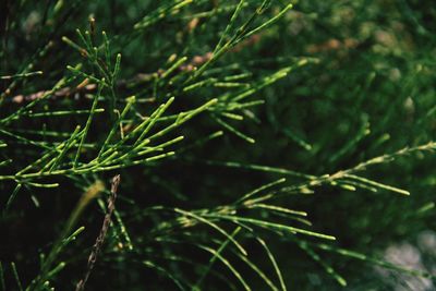 Close-up of fresh green plant