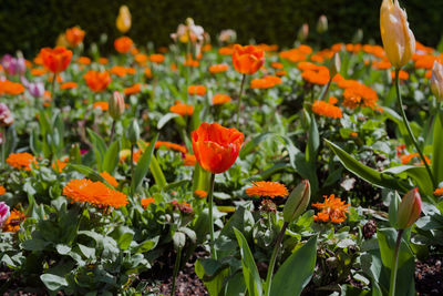 Red, orange, yellow and pink dutch tulips in san francisco's golden gate park